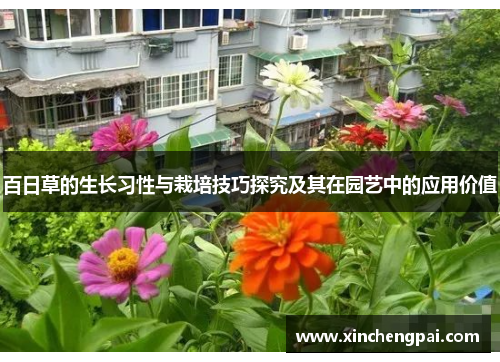 百日草的生长习性与栽培技巧探究及其在园艺中的应用价值